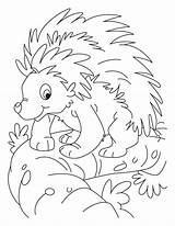 Porcupine Coloring Pages Kids Printable Balancing Color Colouring Bestcoloringpagesforkids Getcolorings Choose Board Cute sketch template