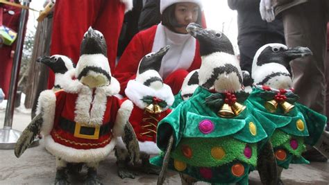 Penguins Dress Up For Yuletide In South Korea