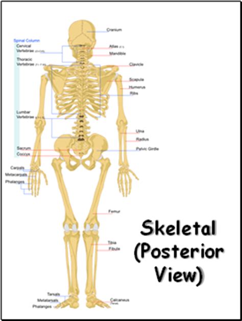 skeletal system  biology