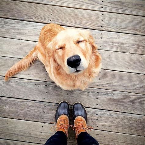 ray charles blind golden retriever steals hearts dogtime cute dogs