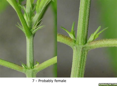How Do I Determine A Female Sex Plant From A Male Page 12