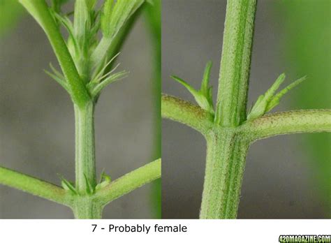 how do i determine a female sex plant from a male page 12