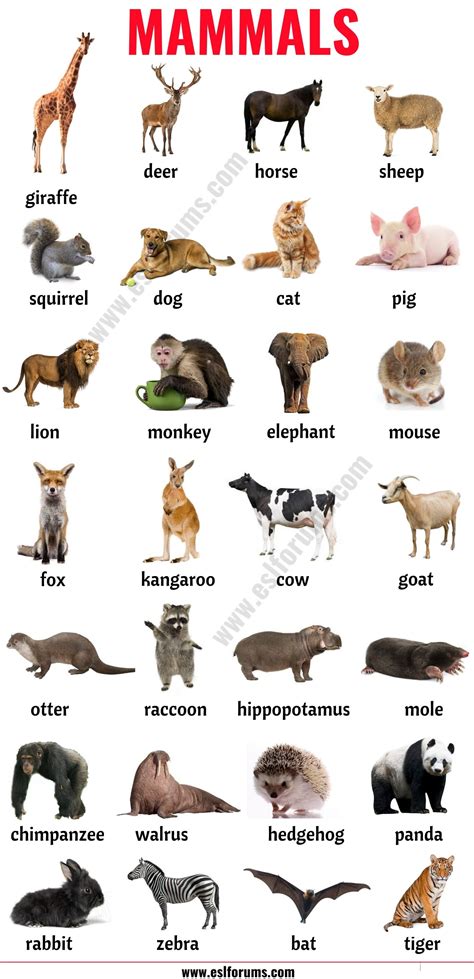 list  animals  big lesson  animal names   pictures esl