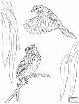 Coloring Sparrow Bird Getdrawings Printable Pages Getcolorings sketch template
