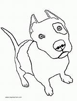 Coloring Pitbull Pages Printable Pit Bull Popular sketch template