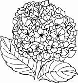 Hydrangea Coloring Pages Flower Hydrangeas Drawing Girls Flowers sketch template