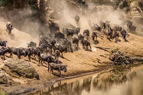 great migration masai mara photo image animals wildlife mammals images  photo