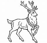 Stag Coloring Coloringcrew sketch template