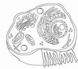 Biologie Ausmalbilder Biologycorner Cells Membrane Worksheeto Labeled Coloringhome Worksheets Markcritz sketch template