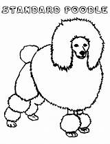 Poodle Coloring Toy Pages Printable Pink Getcolorings Drawing Getdrawings Drawn Size Standard Color Print Library Clipart Colorings sketch template