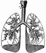 Lungs Human Clipart Lung Anatomy Drawing Draw Project Etc Physiology Large Getdrawings Clipground Correctly Revealed Secret Need Know Breathing Size sketch template