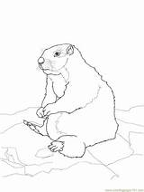 Coloring Prairie Dog Gopher Pages Getcolorings Sitting sketch template
