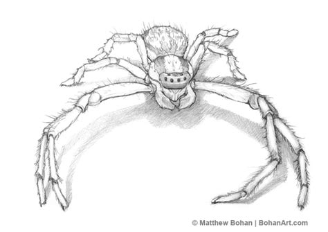 tiny spider pencil sketch bohan art