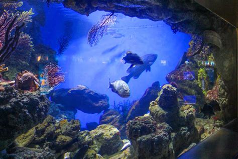 aquarium de barcelona amazing experience   kid