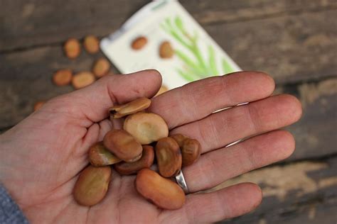 grow fava beans start  finish   dollars  month