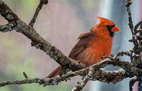 red birds  michigan picture  id guide