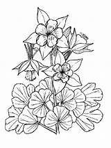 Columbine Colorado Coloring Flower Blue Pages Flowers Svg Clipart Drawing Openclipart 800px Clipartmag 99kb sketch template