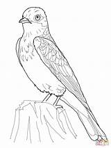Coloring Kingbird Eastern Pages Bird Printable Animal Birds Phoebe Drawing Supercoloring Categories sketch template