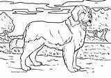 Ausmalbilder Hund Bernhardiner Malvorlage Malvorlagen Ausdrucken Seite sketch template