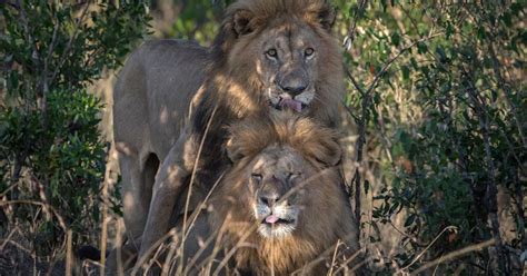homophobic official in kenya says male lions having sex together must have copied it from gay