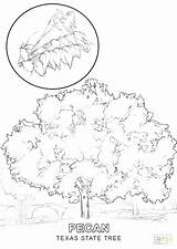 Coloring Texas Pages State Symbols Print Tree Steer Tech Kansas Getcolorings Printable Getdrawings Colorings sketch template