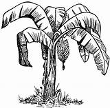 Tree Banana Drawing Plantain Clipart Library Cartoon Coloring Pages sketch template