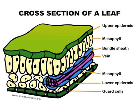 leaf cross section photosynthesis pinterest leaves photosynthesis  homeschool