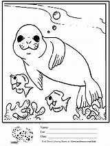 Seal Coloring Kids Pages Cute Printable Ocean Drawing Animals Baby Drawings Fish Seals Simple Leopard Elephant Color Worksheets Kindergarten Sheets sketch template