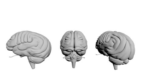 Human Brain 3d Model Cgtrader