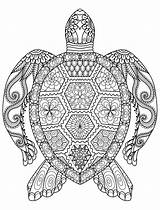 Coloring Pages Adult Printable Turtle Sea Adults Gorgeous sketch template