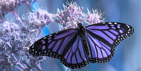 kelebek sembolizmi sizi sasirtacak kelebekler meleklerden gelen
