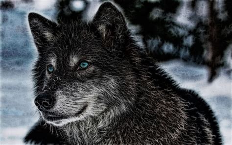wolf animals wildlife wallpapers hd desktop  mobile backgrounds