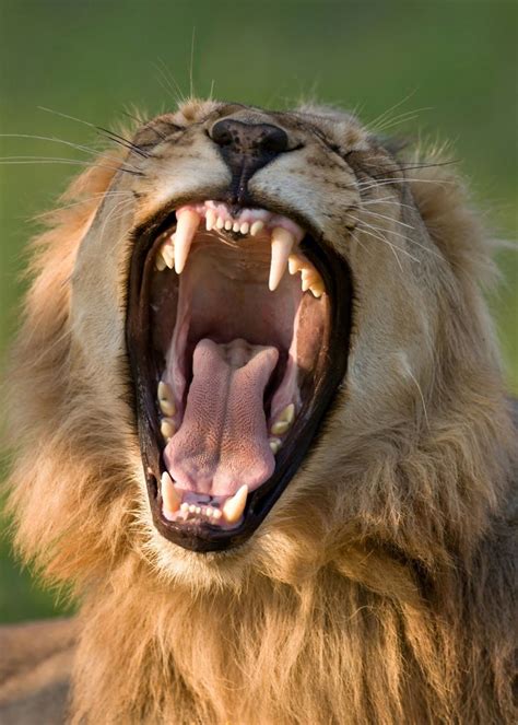 lion teeth poster  johan swanepoel displate lions lion poster