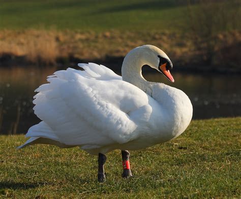 file mute swan male