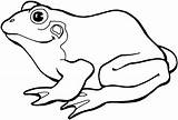 Frog Coloring Pages Feet Webbed sketch template