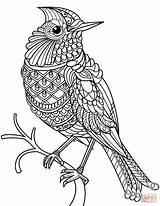 Coloring Cardinal Pages Zentangle Printable Drawing Birds Northern Flowers Bird Cardinals Color Easy Line Adults Louisville Louis St Getdrawings Getcolorings sketch template