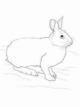 Hare Snowshoe Coloring Arctic Rabbit Animals Supercoloring Pages Printable Polar Animal Winter Hares sketch template