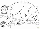 Monkey Spider Drawing Coloring Pages Colouring Getdrawings sketch template
