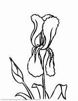 Iris Coloring Flower Clipart Sketch Designlooter Popular Library 2550 36kb 3300px sketch template
