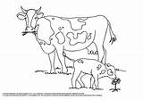 Coloring Cow Pages Printable Pdf Baby Colour Cows Color Sheets Etsy Choose Board Cute sketch template