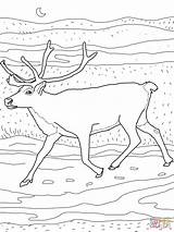 Caribou Ausmalbilder Reindeer 1559 Supercoloring Coloriages Karibu Peary sketch template