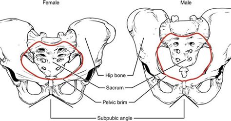 this figure shows the structure of the female pelvic girdle on the left and the male pelvic
