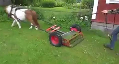 thursday video pony powered lawn mower horse nation