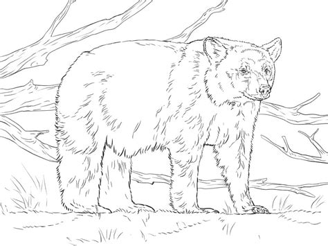 bear coloring pages  printable coloring pages  kids