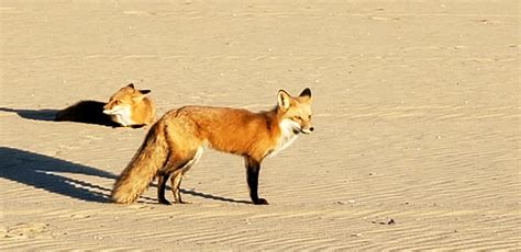 Fox News Foxes Run Free On Beach Rest In Warm Sand Before