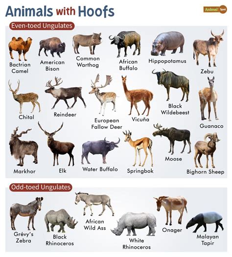 hoofed animals facts list pictures