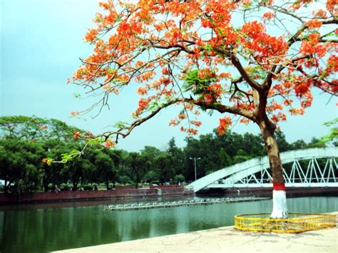 wallpaper krishnachura gulmohar natural beauty of bangladesh