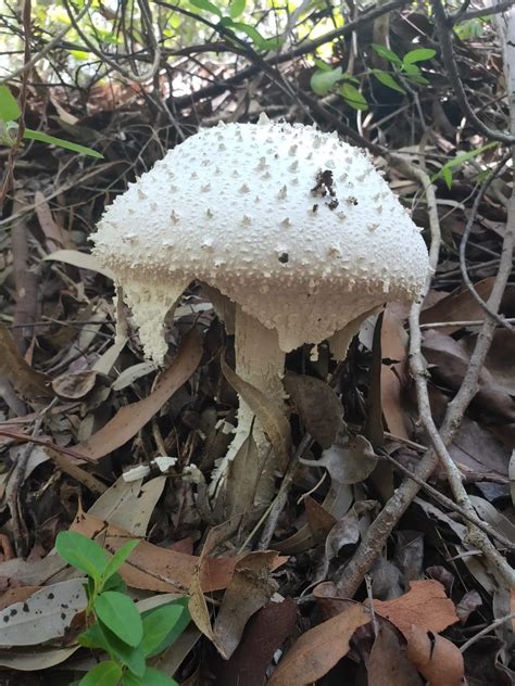 Big Australian Mushroom Nsw Anybody Know What Type Mycology