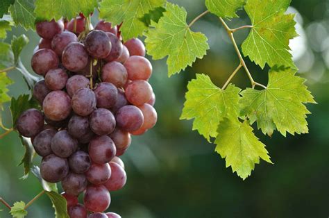time pgrs   enhance grape color progressive crop consultant