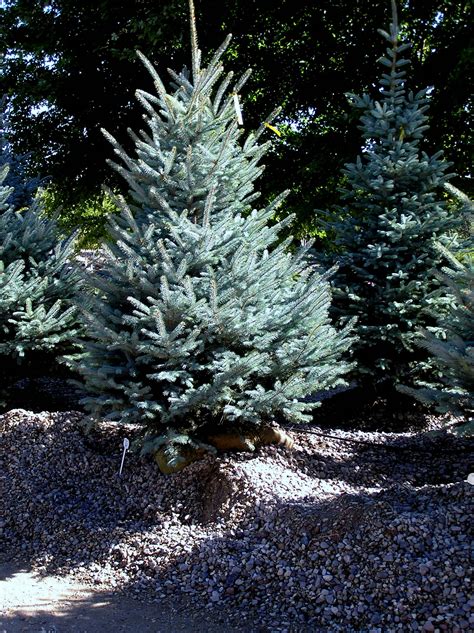 fat albert blue spruce knechts nurseries landscaping